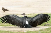 Vulture Conservation in Central Gujarat