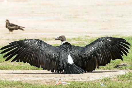 Vulture Conservation in Central Gujarat
