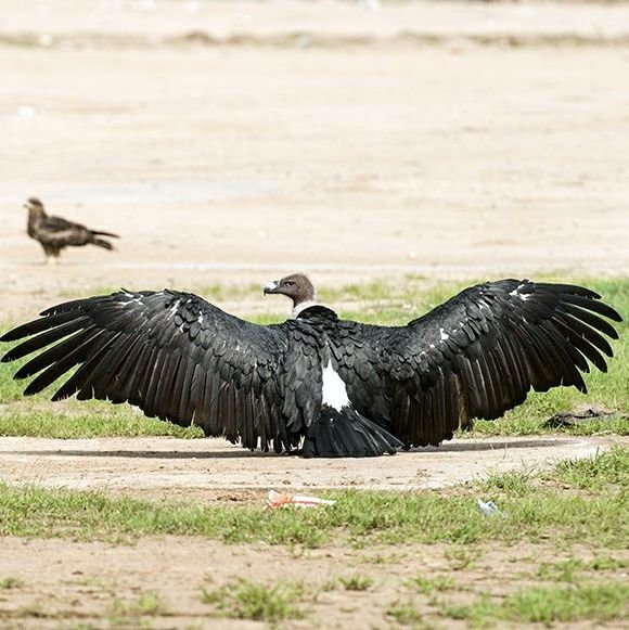 Vulture Conservation in Central Gujarat