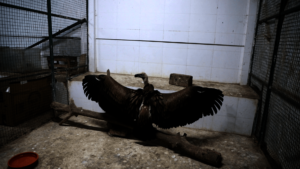 Eurasian Griffon in our facility