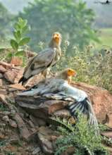 EGYPTIAN VULTURE IN PAIR DURING NESTING PERIOD