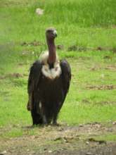 WHITE-RUMPED VULTURE IN ITS NESTING AREA