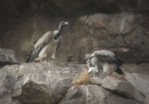 LONG-BILLED VULTURE PREPARING NESTS