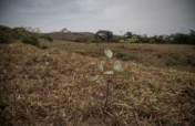 Support Riparian Reforestation with Azuero Farmers