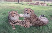 Keep Joyce and Abigale at Cheetah Experience