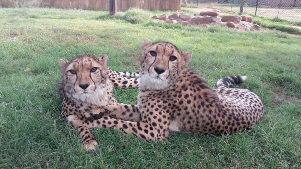 Keep Joyce and Abigale at Cheetah Experience