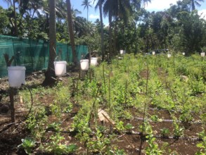 Greenhouse with irrigation system for seedlings