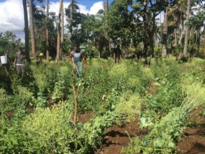 Tending of nursery