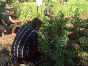 Tending of nursery