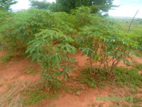 Cassava in Zahana's school garden