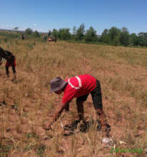 Harvesting the rice for our schools