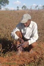 Jean checking the soil for reforestation 2016