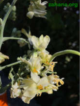 Moringa flowers with tiny seedpods