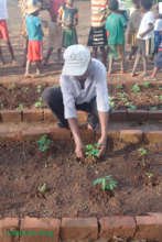 Moringa stenopetala in the school yard