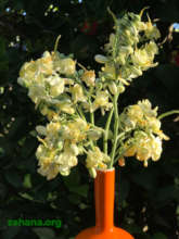Moringa flowers in a vase