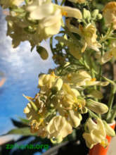 Moringa flowers