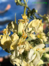 Moringa flowers close up