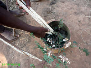 Moringa leaves, flowers, seed pod in Madagascar