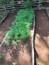 Moringa seedliings in the school's nursery