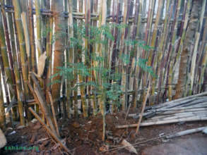 The Moringa trees infront of every house one day