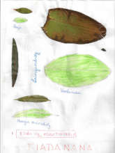The first page