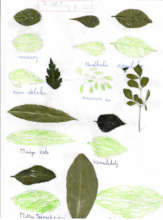 Second page (with Moringa!)