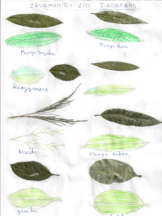 drawing leaves