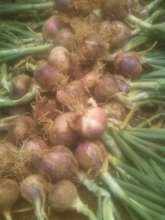 Onions do indeed grow here!