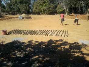 Seed balls dry in the sun for a day or more