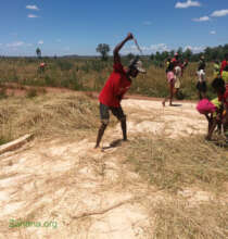 Thereshing the rice on location