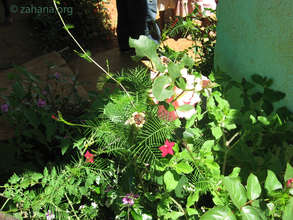 Flowers close up