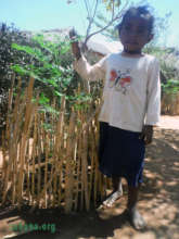 The Moringa oleifera tree grows faster than her