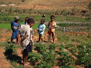 Ignoring expert advice: Growing potatoes success