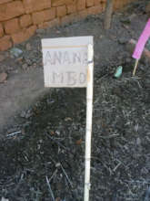 Growing the next round of Moringa seedlings
