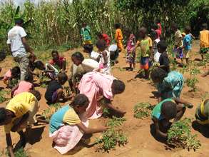 Taking care of the tomatoes in the school garden