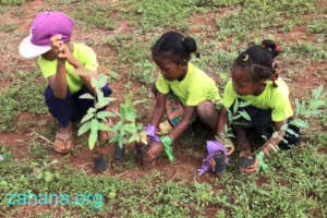 Getting seedlings for reforestation