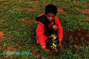 Planting a tree to celebrate the xmas festivities