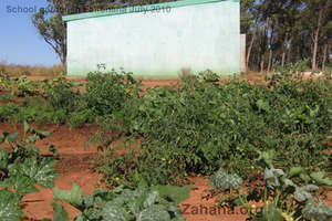 The school garden