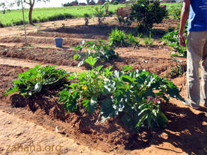 Squash in the school garden