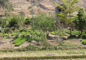 Professional tree nursery on the roadside