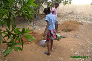 Watering the new seedlings