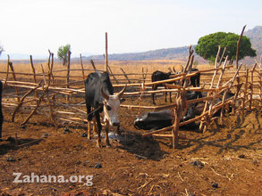 Zebu in a village