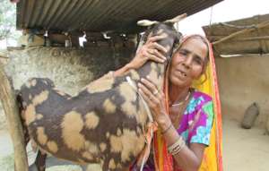 Empowering Women with Goat Rearing