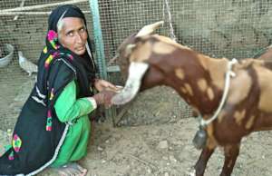 Give A Goat to A Poor Rural Women