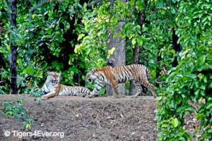 Tiger Cubs at A Tigers4Ever Waterhole