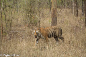 A wild male Tiger roaming through the forest