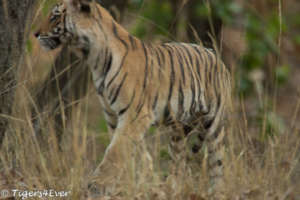 Tiger Cub in Forest