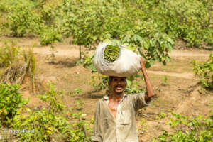 Collecting Tendu Leaves in Tiger Territory