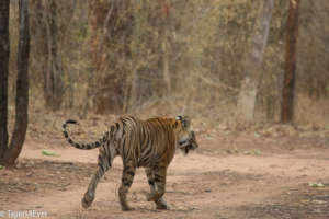 Tiger walks down an empty road