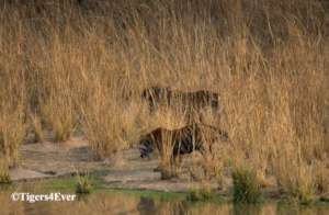 Reducing Human-Tiger Conflict in Bandhavgarh